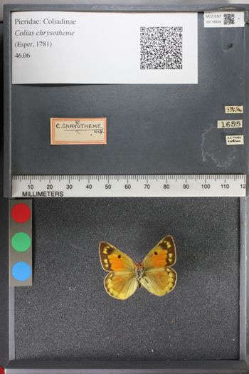 Media type: image;   Entomology 118934